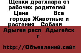 Щенки дратхаара от рабочих родителей › Цена ­ 22 000 - Все города Животные и растения » Собаки   . Адыгея респ.,Адыгейск г.